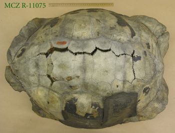 Media type: image; Herpetology R-11075